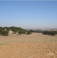 /album/cerat/a4-jpg1/