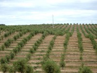 /album/avalia%c3%a7%c3%b5es-rusticas/olivais-jpg/