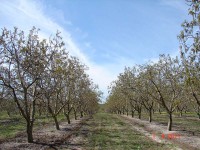 /album/avalia%c3%a7%c3%b5es-rusticas/pomares-jpg/