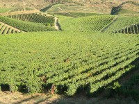 /album/avalia%c3%a7%c3%b5es-rusticas/vinhas-jpg/