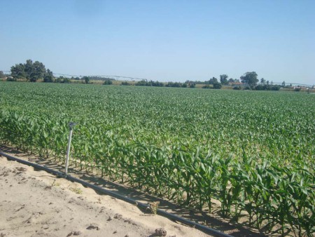 Cultura Arv. Regadio